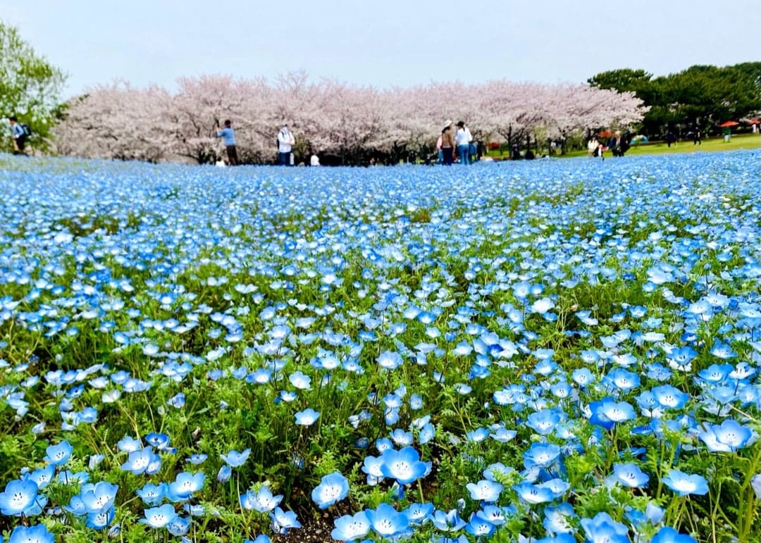 Uminonakamichi / Saitozaki