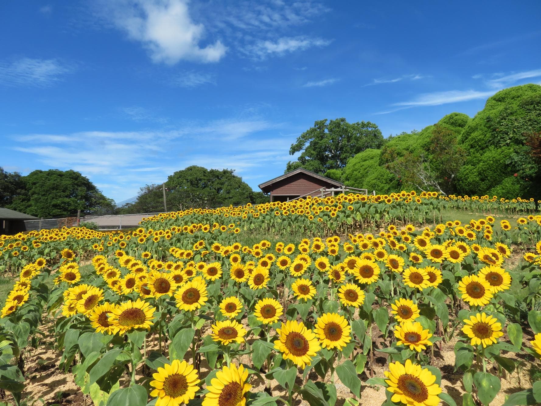 Nokonoshima Island Park