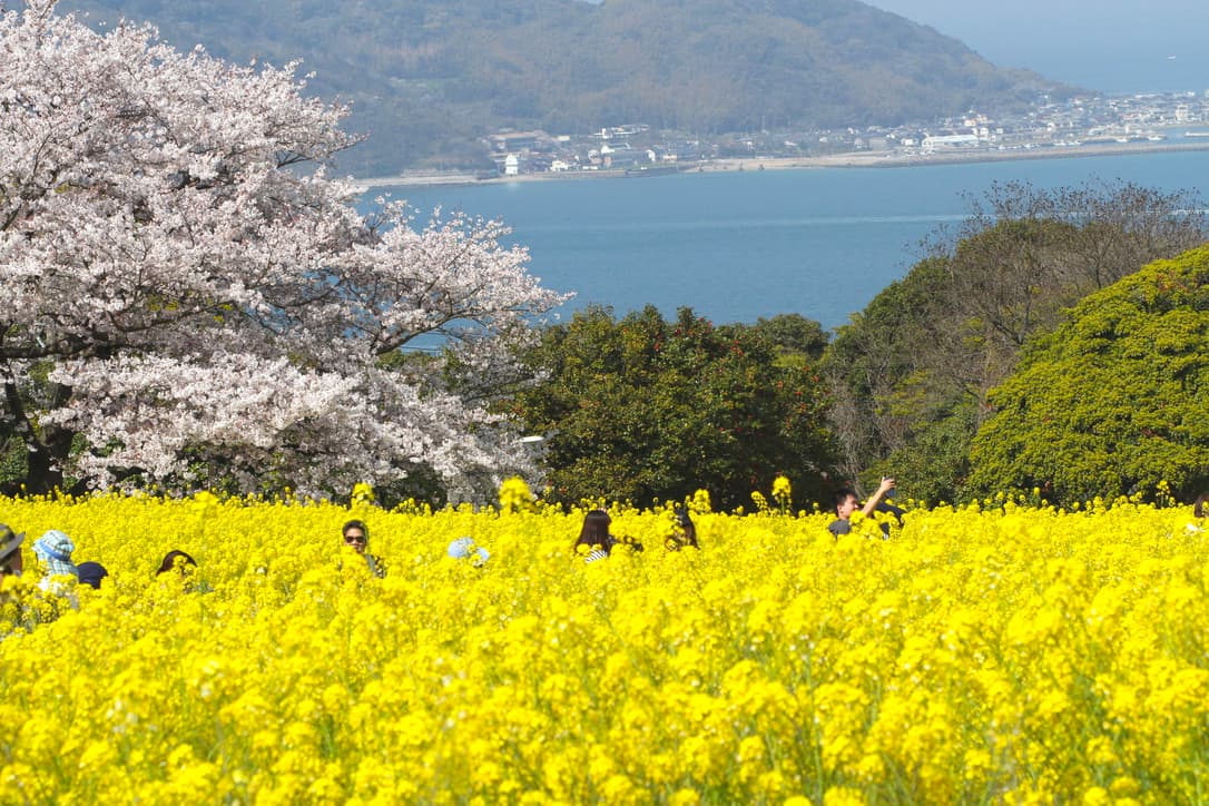 Nokonoshima Island Park